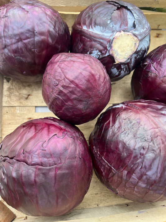 Kraut