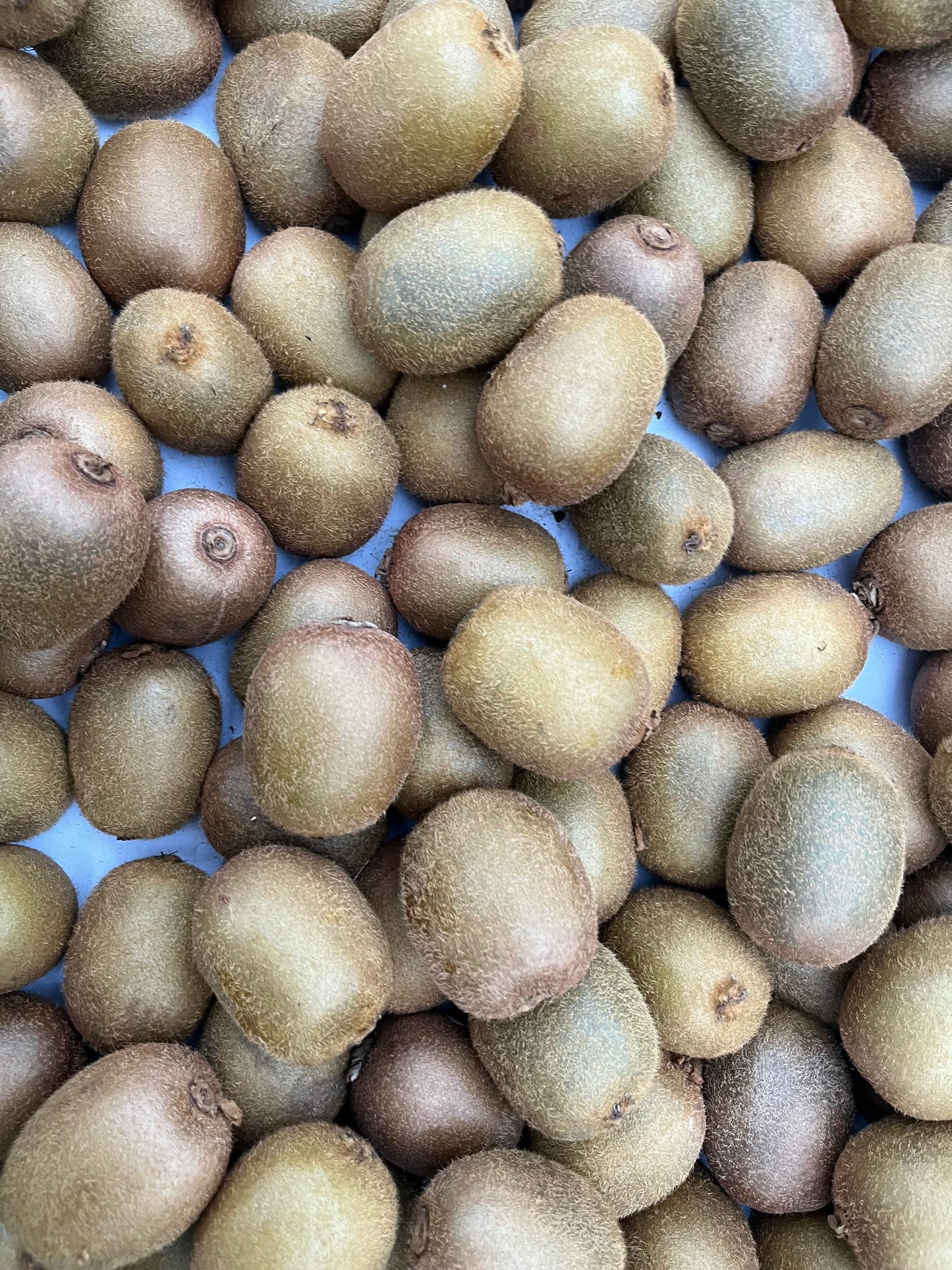 Kiwi
