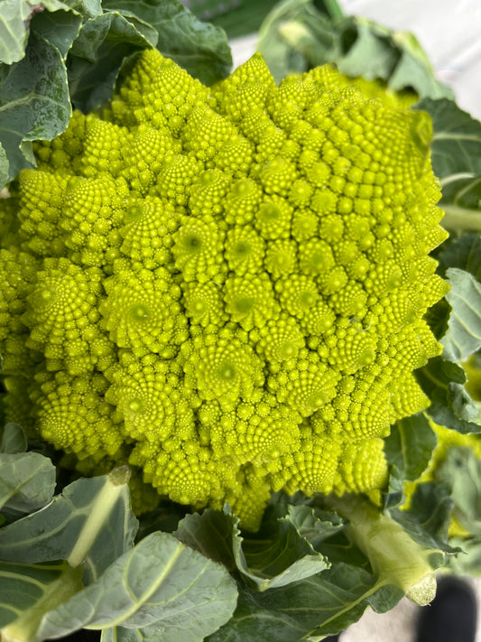 Romanesco Brokkoli