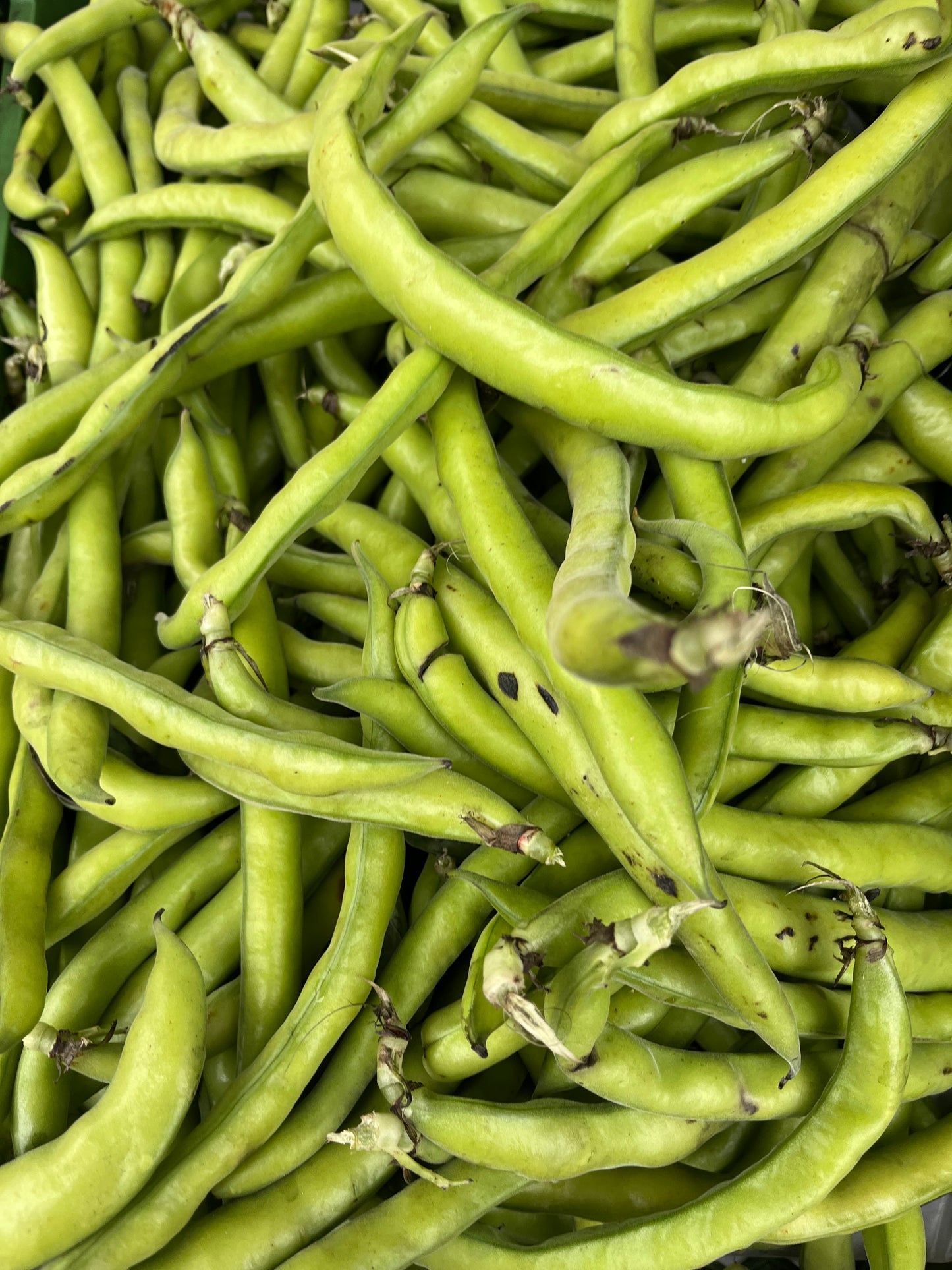Saubohnen