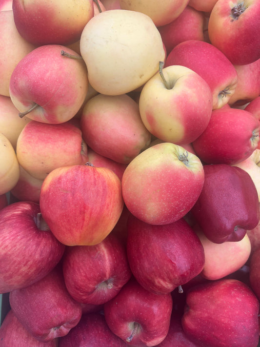 Äpfel Gala