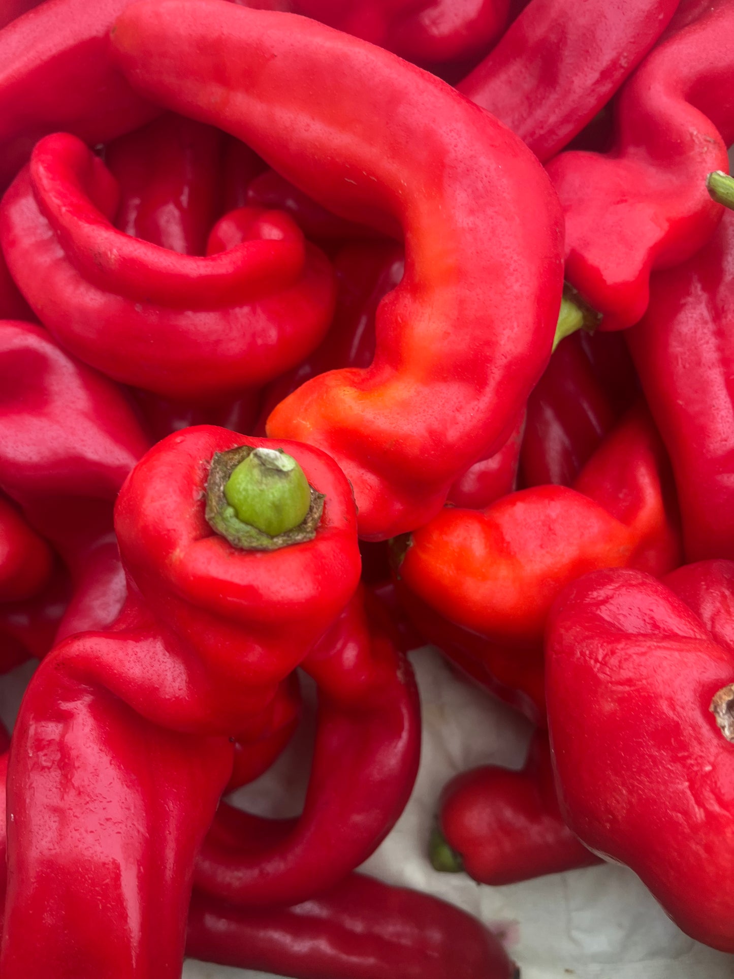 Paprika